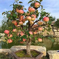 Dwarf Bonsai Apple Tree Seeds - 20 Count - Exotic Indoor Fruit - Malus Domestica