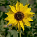 Organic Wild Sunflower Seeds - 200 Pack, USA Grown, Non-GMO, Helianthus annuus