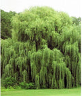 Weeping Willow Trees - 2 Pack - Golden Variety - Salix babylonica