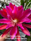 Epiphyllum Orchid Cactus 4” Starter Pot Blue Paradise (Epiphyllum oxypetalum) Rooted Plant