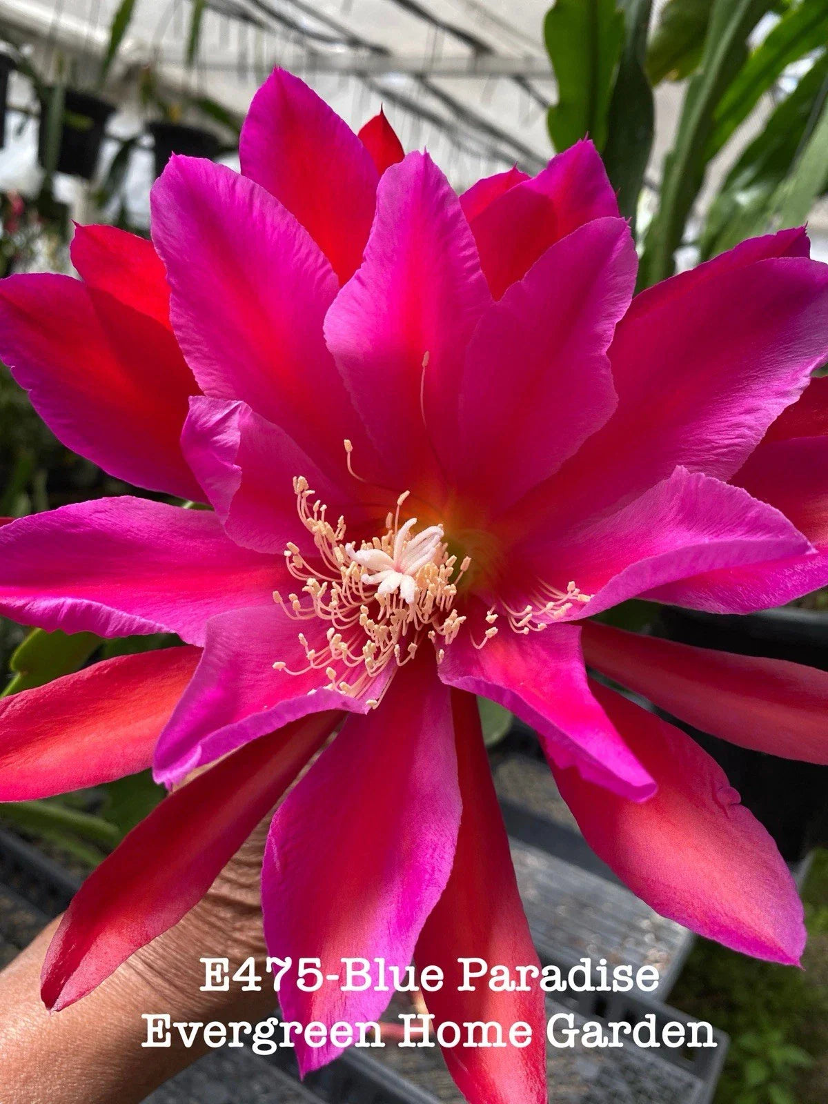 Epiphyllum Orchid Cactus 4” Starter Pot Blue Paradise (Epiphyllum oxypetalum) Rooted Plant