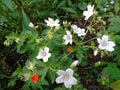 Trevor's White Geranium Seeds - 25+ Pack - Ideal for Garden Planting - Pelargonium 'White' - USA Grown