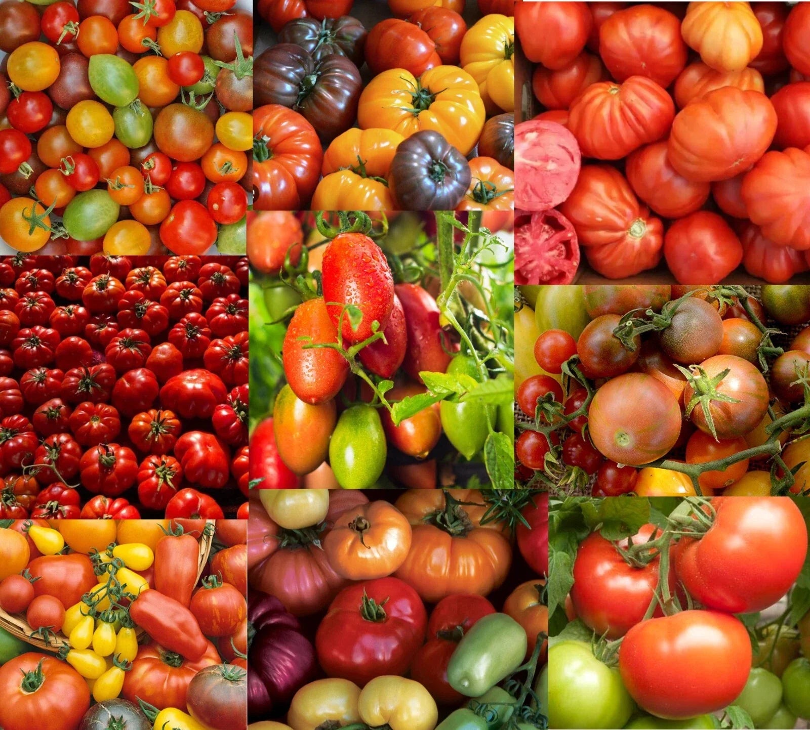 Ultimate Tomato Mix Seeds Pack - 250 Non-GMO Seeds, 25+ Varieties for Landscaping - Solanum lycopersicum