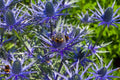 Sea Holly Seeds 100 Count, Metallic Blue Flowers, Eryngium, Drought-Tolerant Perennial, MariesGreenGarden