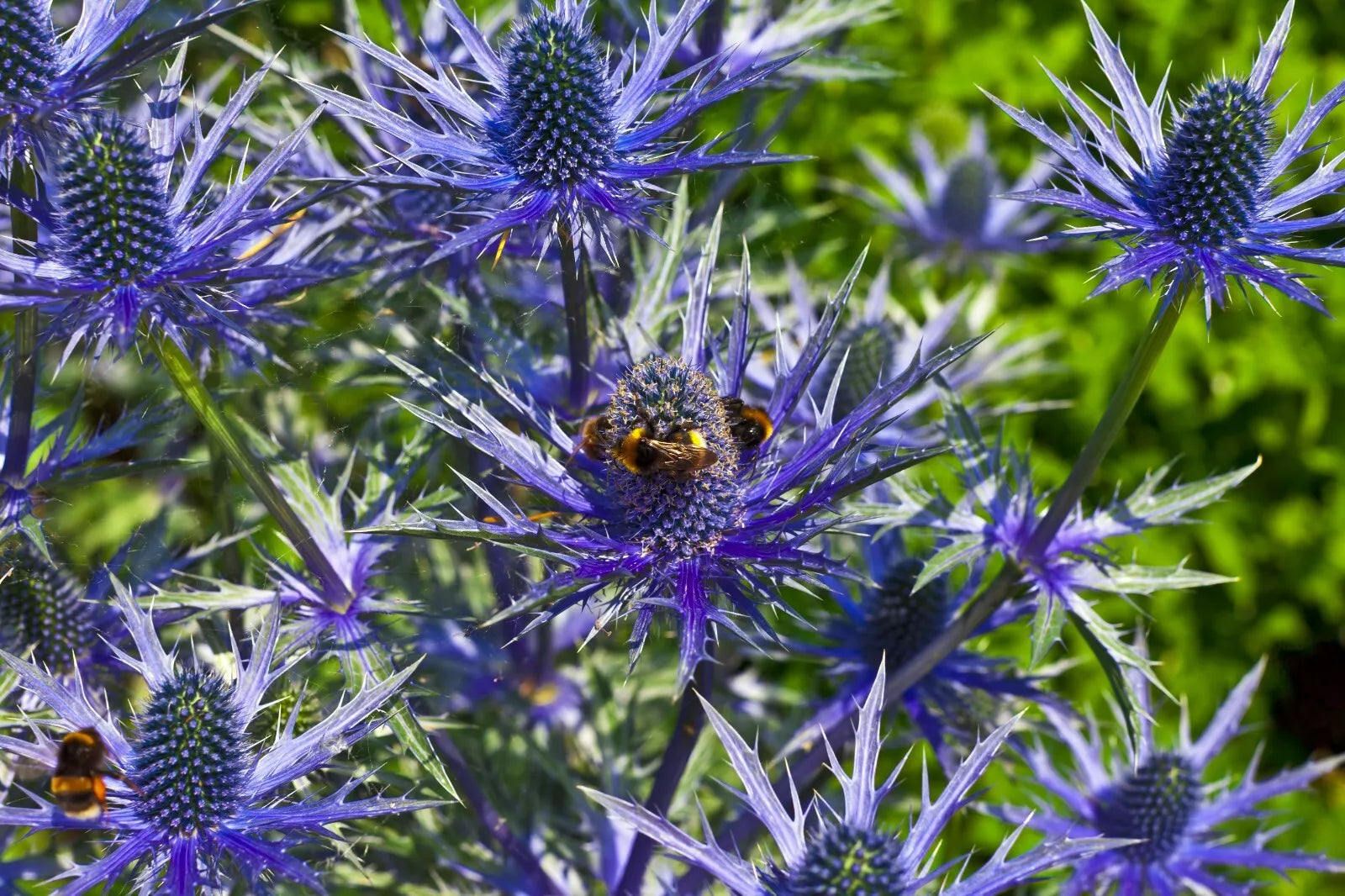 Sea Holly Seeds 100 Count, Metallic Blue Flowers, Eryngium, Drought-Tolerant Perennial, MariesGreenGarden