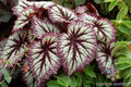 Fireworks Rex Begonia 25+ Seeds - Vibrant Foliage - Begonia rex