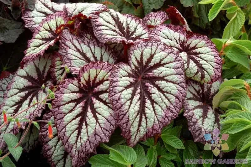 Fireworks Rex Begonia 25+ Seeds - Vibrant Foliage - Begonia rex