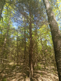 Eastern Red Cedar Seeds - Juniperus virginiana Berries - Organic, Non-GMO, Free Shipping