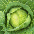 Golden Acre Cabbage Seeds 300+ Non-GMO Vegetable Garden Seeds Brassica oleracea