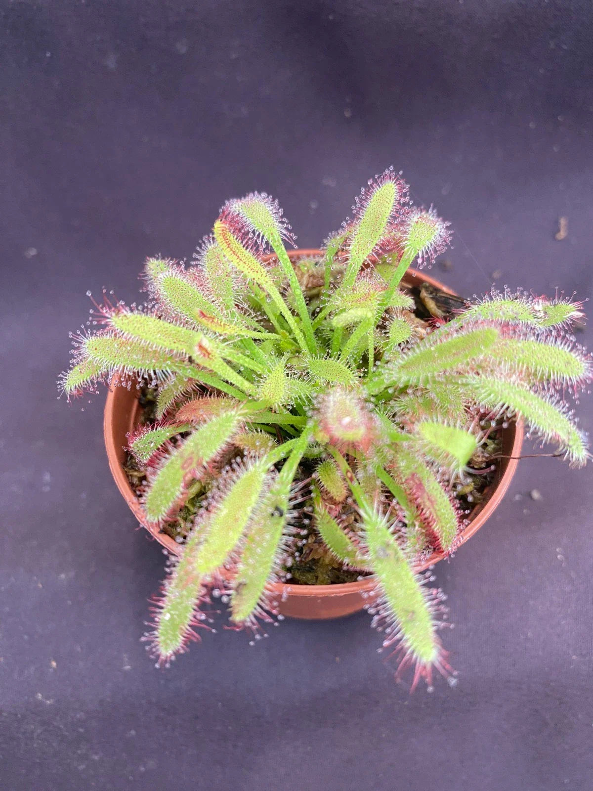 Drosera capensis 'Mini Red' Carnivorous Plant in 2.5" Pot - Rooted Sundew Variety for Indoor Gardening