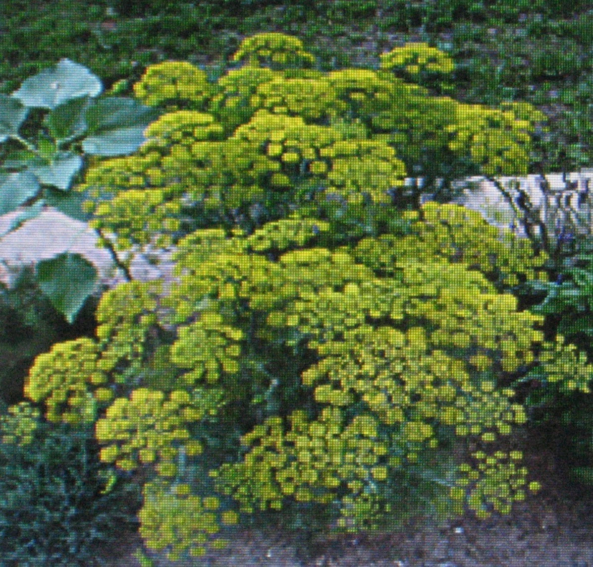 Dill Herb Seeds - Bouquet Variety - 100 Seeds - Anethum graveolens