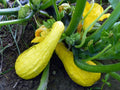 Yellow Crookneck Squash Seeds 1 OZ, Non-GMO Heirloom, Cucurbita pepo, Organic Gardening