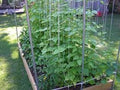 Kentucky Wonder Pole Bean Seeds - Premium Fresh Heirloom Variety - Most Popular Pole Bean (Phaseolus vulgaris)