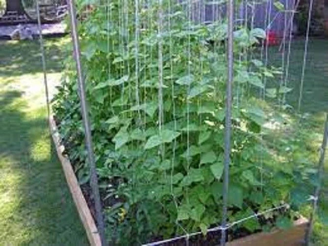 Kentucky Wonder Pole Bean Seeds - Premium Fresh Heirloom Variety - Most Popular Pole Bean (Phaseolus vulgaris)
