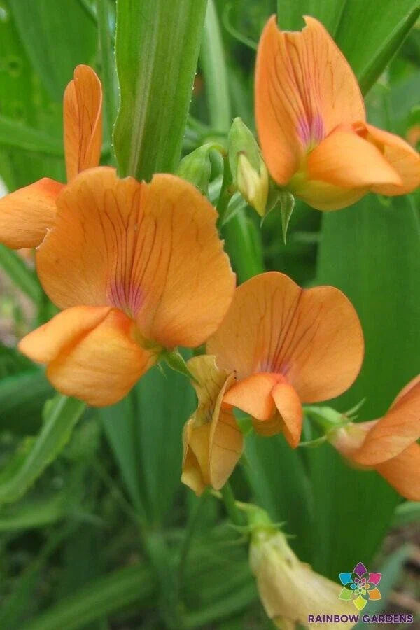 Lathyrus annuus 'Mrs R. Penney' Annual Sweet Pea Seeds - 50+ Seeds, Colorful Blooms, Perfect for Gardens