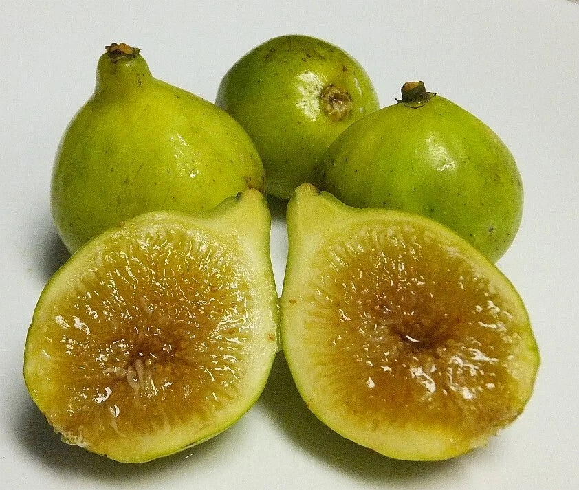 Kadota Fig Plant - Live Rooted Starter - Self-Pollinating - Ficus carica - Zones 7-9 - Yellow/Green Figs - Potted Option Available