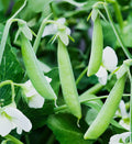 Sugar Ann Snap Pea Seeds - AAS Winner, English Asian Chinese Snow Peas, Non-GMO, 2025 Variety