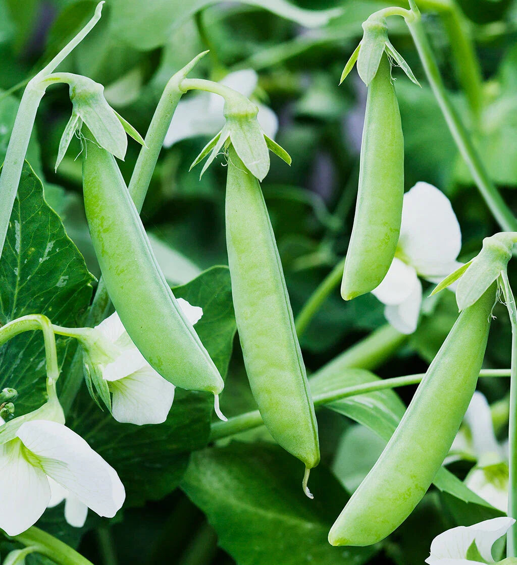 Sugar Ann Snap Pea Seeds - AAS Winner, English Asian Chinese Snow Peas, Non-GMO, 2025 Variety