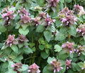 Organic Purple Dead Nettle Seeds 75+5 Free Lamium purpureum Archangel Spring 2024