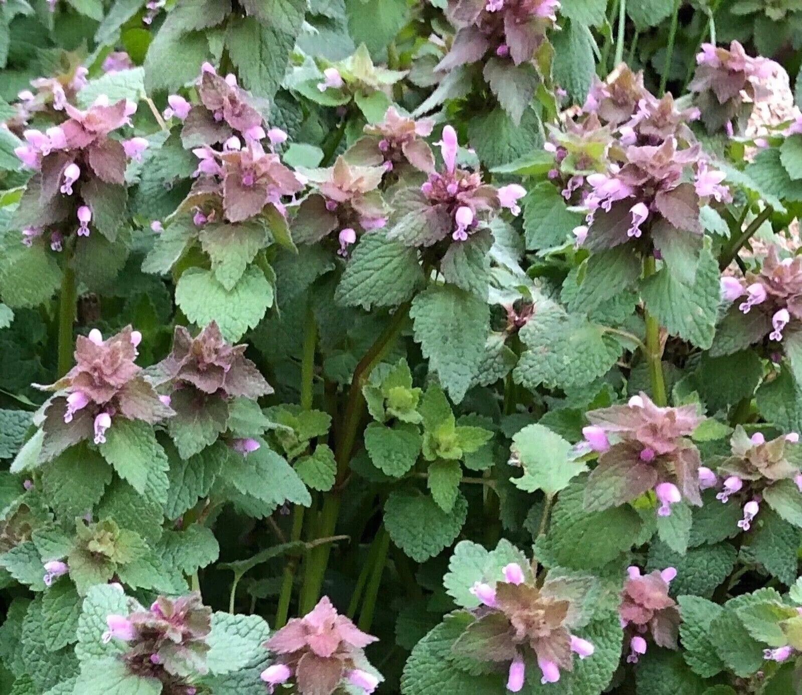 Organic Purple Dead Nettle Seeds 75+5 Free Lamium purpureum Archangel Spring 2024