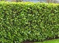 25 Fresh Cuttings Carolina Cherry Laurel 6-8" for Rooting Shrubs, Hedges, Privacy (Prunus caroliniana)