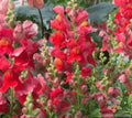 Defiance Snapdragon Seeds - 1000+ Count - Garden Planting - Antirrhinum majus - Non-GMO - USA
