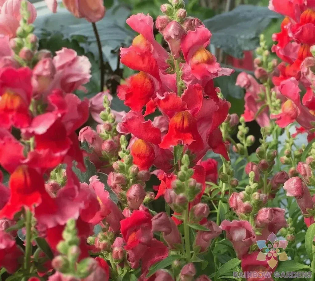 Defiance Snapdragon Seeds - 1000+ Count - Garden Planting - Antirrhinum majus - Non-GMO - USA