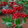 Yaupon Holly - 25 Seeds - Ilex vomitoria - USA Native Caffeine Tea Shrub - Herbal Gardening