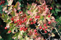 Viburnum opulus 6+2 Cuttings Eastern Snowball Chervona Kalyna Flowering Scions