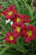 Daylily 'Pardon Me' 4" Pot - Compact Red Flowers, Hemerocallis, Reblooming, Hardy, Attracts Butterflies, Deer-Resistant