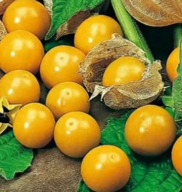 Pineapple Tomatillo Seeds 50+ Pack, Garden Vegetable, Physalis ixocarpa, Heirloom Variety, Organic, Free Shipping