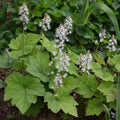 Foamflowers Bare-root Plant, Tiarella Cordifolia, Perennial Ground Cover, Shade-Loving, Native Wildflower