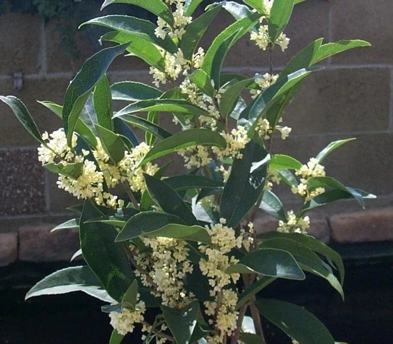Fragrant Tea Olive Starter Plant - Fudingzhu Osmanthus - Healthy Well-Rooted Plant for Gardens and Landscaping