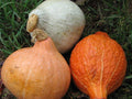 Hubbard Squash Seed Mixture - Choose Packet Size - Heirloom Vegetable Seeds for Gardening - Cucurbita maxima