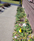 Prickly Pear Cactus 10 Pads with Yellow Flowers - Winter Hardy Opuntia ficus-indica