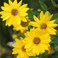 Lemon Queen Sunflower Seeds - 25+ Annual Yellow Blooms - Helianthus annuus - Garden Flower Seeds