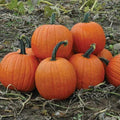 Howden's Field Pumpkin Seeds, Carving Pumpkin Variety, Halloween & Pie, Cucurbita pepo, Free Shipping