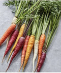 Rainbow Carrot Seeds Blend - 100 Multi Color Medley Seeds - Easy Grow Vegetable Garden Mix (Daucus carota)