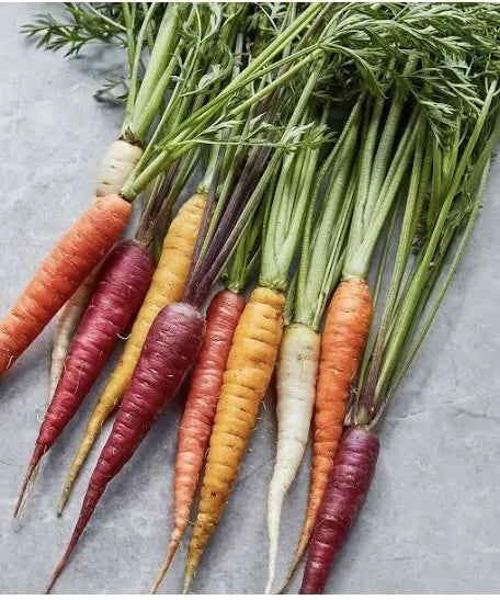 Rainbow Carrot Seeds Blend - 100 Multi Color Medley Seeds - Easy Grow Vegetable Garden Mix (Daucus carota)