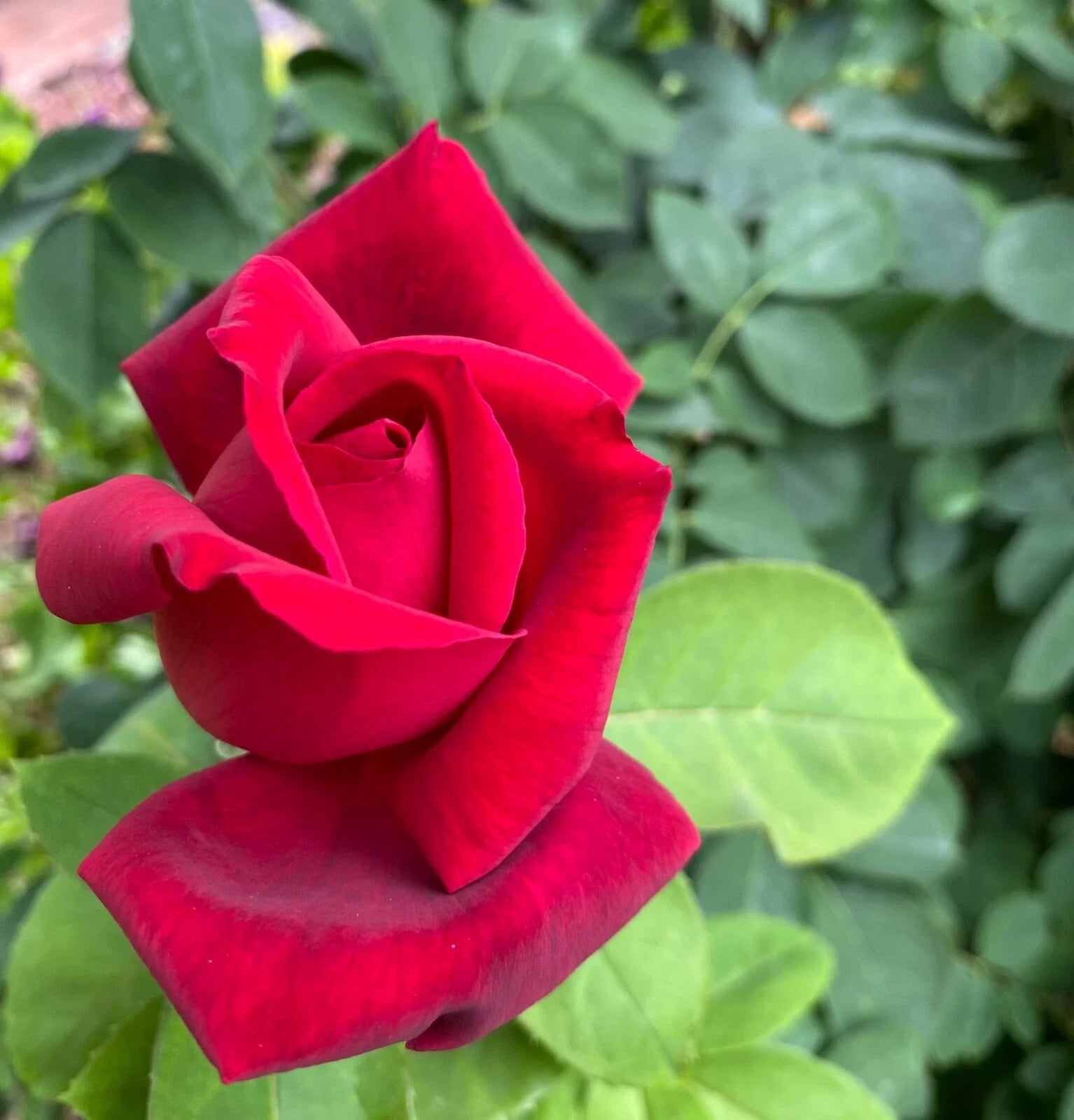 Rose Bush Cuttings 3 Unrooted Velvet Red Live Flower Plants Shrub Graft Rosa spp.