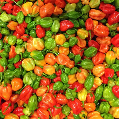 Aji Dulce Pepper Seeds | Heirloom Non-GMO | Mild Heat | Capsicum baccatum | Free Shipping