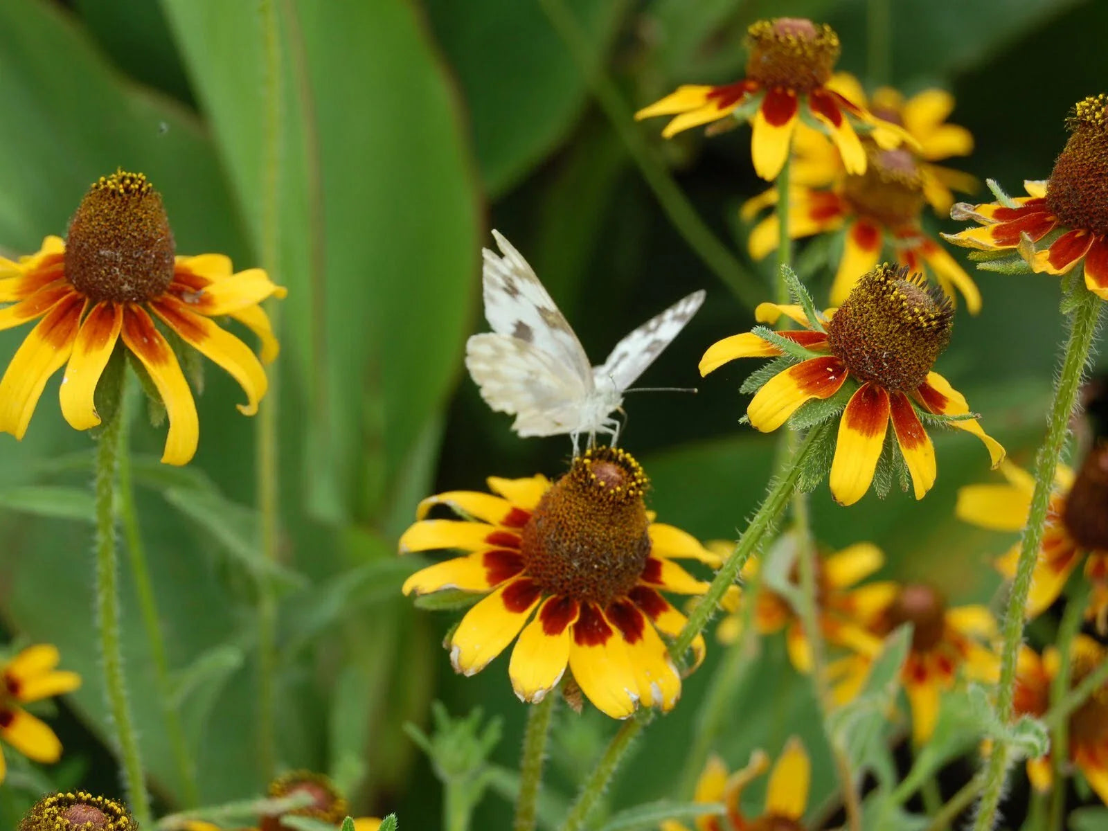 Coneflower Seeds - 1001+ CLASPING Yellow Native Wildflower for Pollinators & Cut Flowers - Echinacea spp.