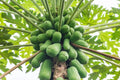 Papaya Tree Seeds - 5 Seeds - Honeydew Variety - Carica Papaya
