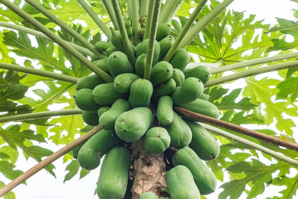 Papaya Tree Seeds - 5 Seeds - Honeydew Variety - Carica Papaya