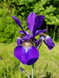 Siberian Iris Live Rhizomes - 3-5 Root Clump - Blue/Violet - Iris sibirica