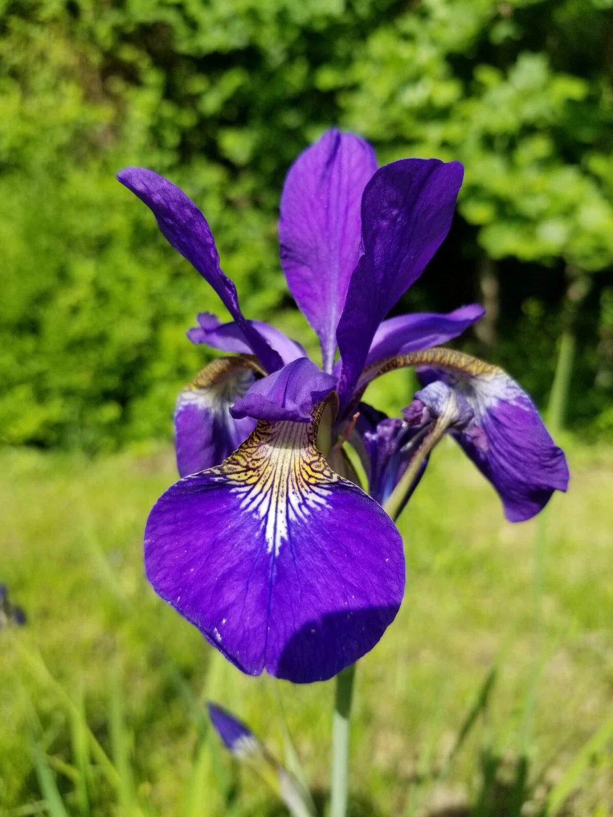 Siberian Iris Live Rhizomes - 3-5 Root Clump - Blue/Violet - Iris sibirica