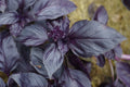 Red Rubin Basil Seeds 200+ Herb - Ocimum basilicum - Fragrant Variety - USA Grown - Bulk Pack
