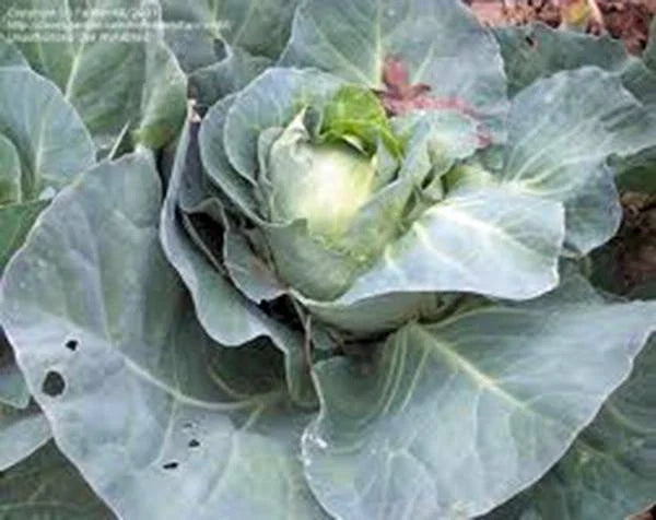 Cabbage Seeds, 50 Count, Charleston Wakefield Heirloom, Non-GMO, Brassica oleracea