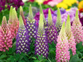 Russell Lupine Flower Seeds - 200+ Seeds - Easy to Grow Wildflower - Lupinus polyphyllus