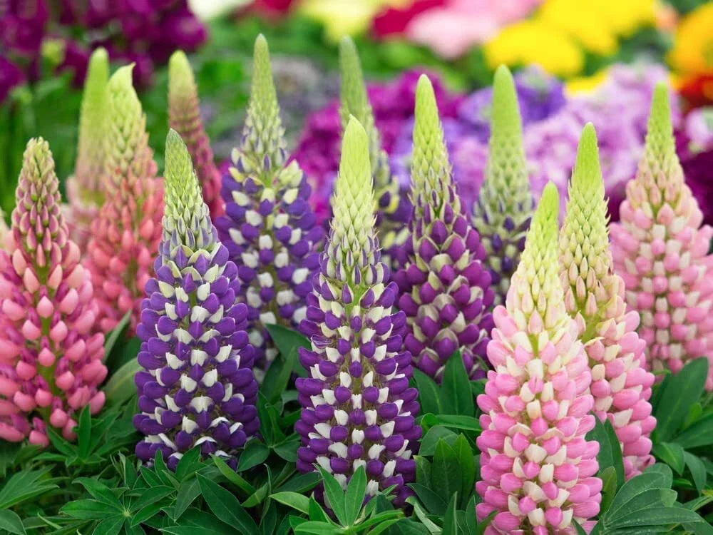 Russell Lupine Flower Seeds - 200+ Seeds - Easy to Grow Wildflower - Lupinus polyphyllus
